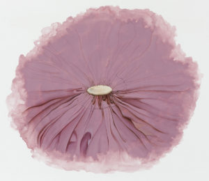 The rose's rarest essence lives in the thorns (Rumi) II, 2014, Gouache on wasli paper, 35 x 40 cm