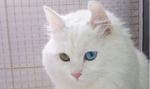 Syrian refugee’s cat rescued