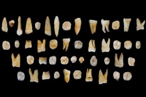Fossil teeth find rewrites story of human migration
