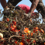 The truth behind Italy’s agricultural exports