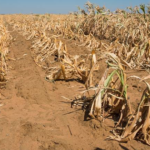 Climate change the leading driver of migration – new study