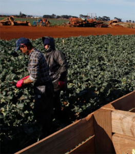 Temporary migration and global people movement – opinion
