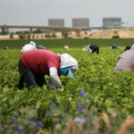 Europe putting migrants, asylum seekers to work in fight against COVID-19