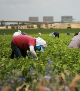 Europe putting migrants, asylum seekers to work in fight against COVID-19