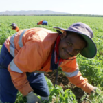 Call for COVID support for migrant farm workers