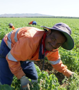 Call for COVID support for migrant farm workers